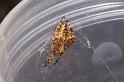 Araneus_ZZ326_D3701_Z_85_Hamelin pool_Australie